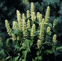 Snow Spike Anise-Hyssop Agastache foeniculum seed